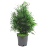 Plante Stabilisée Tiki verte 70cm - Nature-Stabilisée.com