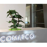 Bonsaï Stabilisé Juniperus Procumbens 70 cm - Nature-Stabilisée.com