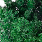 Asparagus miro