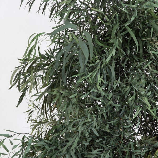 Plante Stabilisée Droite Eucalyptus Nicoly verte 130/180/240 cm - Nature-Stabilisée.com