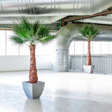 Palmier Stabilisé Washingtonia 190/240 cm - Nature-Stabilisée.com