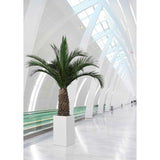 Palmier Stabilisé Phoenix Agave 230 cm - Nature-Stabilisée.com