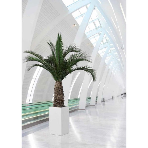 Palmier Stabilisé Phoenix Agave 230 cm - Nature-Stabilisée.com