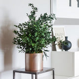 Plante Stabilisée Eucalyptus Parvifolia verte 70cm - Nature-Stabilisée.com
