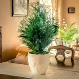Plante Stabilisée Tiki verte 70cm - Nature-Stabilisée.com